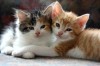 Thumbnail image for I Must Take Care of Them… ALL of Them!