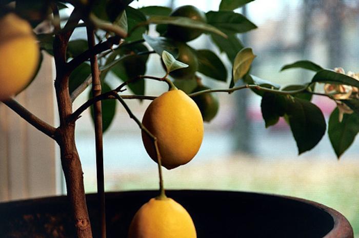 Lemon Trees Need More Than Likes
