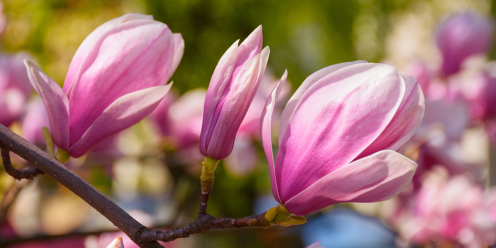 Spring garden scenery with mag 469707953